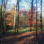 In Cima Al Bosco